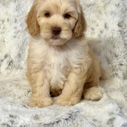 Arlo - Caramel male Australian Labradoodle puppy in Anderson, California from Shaggy Doodles