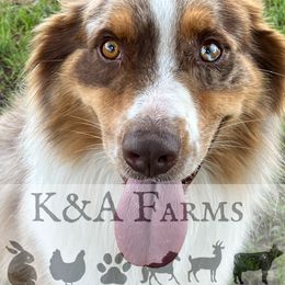 Australian Shepherd All Grown Up from K&A Farms