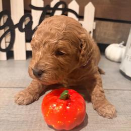 Mabel purple collar - Red  female Goldendoodle puppy in Atco, New Jersey from Flannery’s lucky puppies 🍀