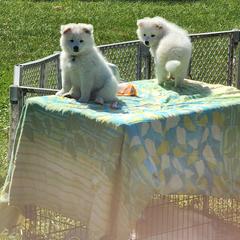 Beast - White male American Eskimo Dog puppy in Grants Pass, Oregon from SnH Eskies