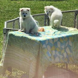 Beast - White male American Eskimo Dog puppy in Grants Pass, Oregon from SnH Eskies