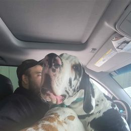 Great Dane All Grown Up from Collver Danes