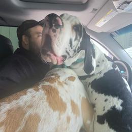 Great Dane All Grown Up from Collver Danes