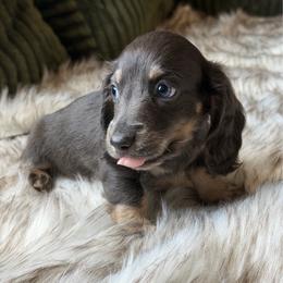Indigo - Blue and cream male Dachshund puppy in Duncanville, Alabama from Bear Creek Dachshunds