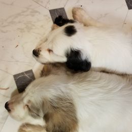 Companion Cross Puppies from Mandala Dogs