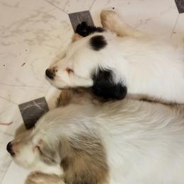Companion Cross Puppies from Mandala Dogs