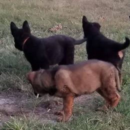 German Shepherds from Karen Outhier's German Shepherds