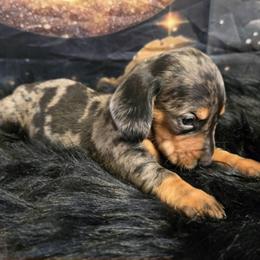 Dapple boy - Dapple male Dachshund puppy in St. Agatha, Maine from Spruce Valley Miniature Dachshunds & Boston Terriers