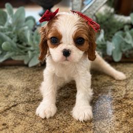 Ashley's Girl 1 - Blenheim female Cavalier King Charles Spaniel puppy in Loco, Oklahoma from Sweet Heart Cavaliers