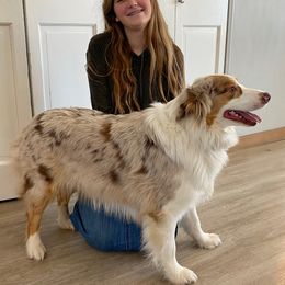 Joy - Australian Shepherd