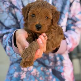 Chandler - Red  male Goldendoodle puppy in Cedar City, Utah from Precious Paws Ranch