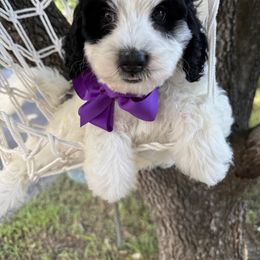 Jack Purple collar - Black and white male Bernedoodle puppy in Camden, North Carolina from Luv My Doodle