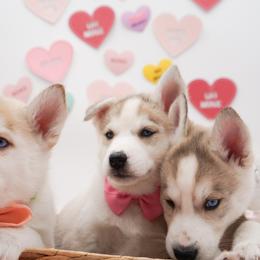 Siberian Husky Puppies from HuskiesWithFinesse