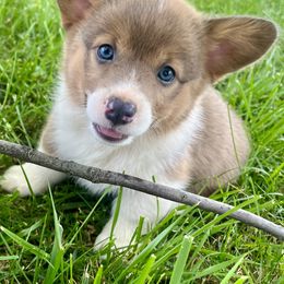 American Corgi and Pembroke Welsh Corgi Puppies from Folly Acres Corgis