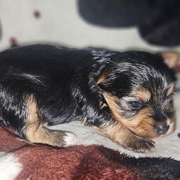 Petunia - Black and tan female Yorkshire Terrier puppy in Thornville, Ohio from My precious yorkies