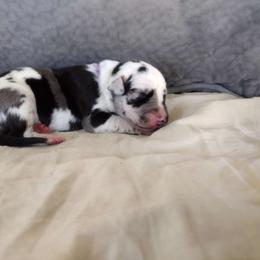 Mae - Harlequin Great Dane puppy in Marshall, Michigan from Dream K9