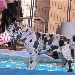 Purple collar girl - Merle female Great Dane puppy in Gansevoort, New York from Fancy Danes