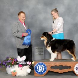Lozen - Australian Shepherd