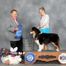 Lozen - Australian Shepherd