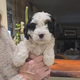 Truckee - Tri-color male Cavapoo puppy in Las Cruces, New Mexico from Moongate Cavaliers