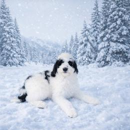 Belle - BLACK PARTI PHANTOM (was Boo) - Black and white female Bernedoodle puppy in Lookout, California from Remington Kennels, LLC