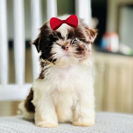 Girl 2 - Liver and white female Shih Tzu puppy in Seguin, Texas from Dolled Up Shih Tzus