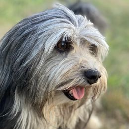 Jackson - Havanese