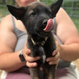 Banzai - male Belgian Malinois puppy in Sheridan, Arkansas from Dark Sky Kennels