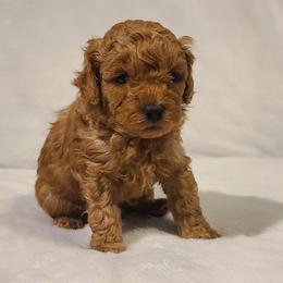 Poodle Puppies from Carolina Poodle Palace