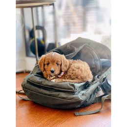 Cavapoo Puppies from 305.doods