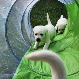 Labrador Retriever Puppies from The Labradors of Sycamore Farms