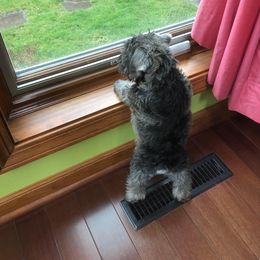 Miniature Schnauzer Puppies from Sumerwynd Miniature Schnauzers