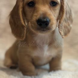 Girl - Cream female Dachshund puppy in Chehalis, Washington from McJazzin Doxies