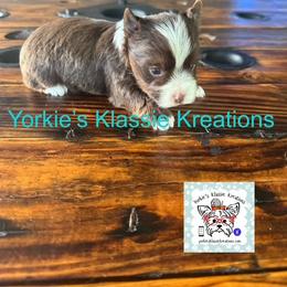 Madden - Parti male Yorkshire Terrier puppy in Dierks, Arkansas from Yorkie’s Klassie Kreations