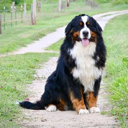 Henry - Bernese Mountain Dog