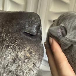 Great Danes from Cambridge Danes House of Great Danes