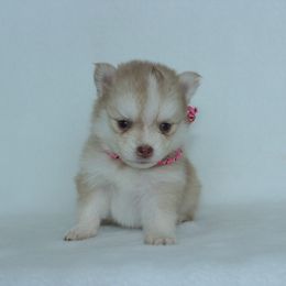 Mira - Red and white female Pomsky puppy in Clarkston, Utah from Red Rock Ranch Breeders
