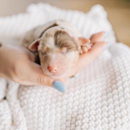 Summit - Red merle female Miniature Australian Shepherd puppy in Enoch, Utah from Twisted H Aussies