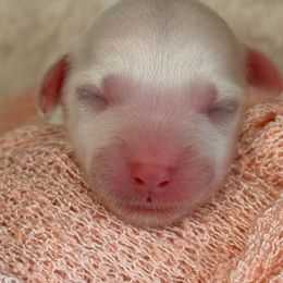 Pink - Parti female Goldendoodle puppy in Boise, Idaho from Goldendoodle Baby