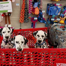 Dalmatian Puppies from Hollytree Dalmatians
