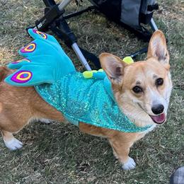 Minnie - Pembroke Welsh Corgi