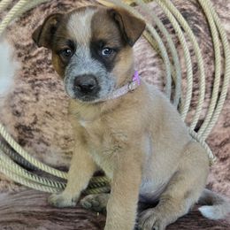 Riata - Red speckled female Australian Cattle Dog puppy in Prescott Valley, Arizona from HT Heelers