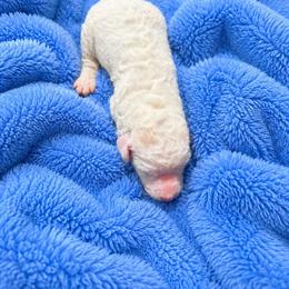 Elsa - White female Poodle puppy in Washington, Pennsylvania from Patriotic Poodles