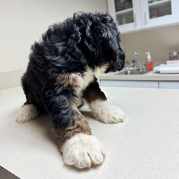 Bernedoodle, Bernese Mountain Dog, Cavalier King Charles Spaniel, and Goldendoodle Puppies from Adventure Doodles Of East TN