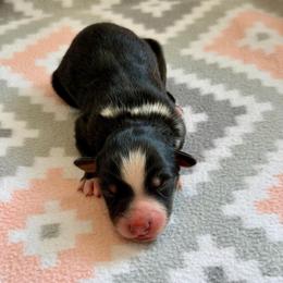 Shamrock - Black tri-color male Australian Shepherd puppy in Clover, South Carolina from Jo’s Aussies