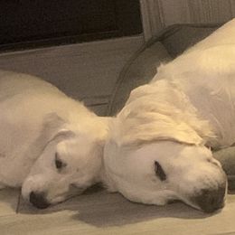 Golden Retrievers from Amberidge Golden Retrievers