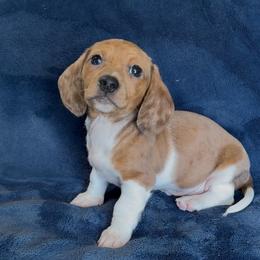 Hawaii - Dapple male Dachshund puppy in Escalon, California from Dashing Dachshunds RF