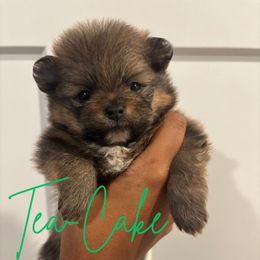 Tiffany - Orange sable female Pomeranian puppy in Eastover, North Carolina from Tea-Cake Pomeranians of The Carolinas