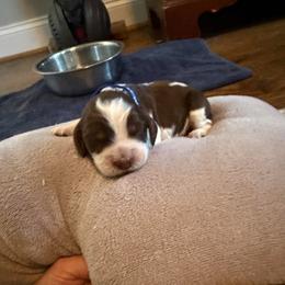 Donner- Maverick - Liver white and roan male English Springer Spaniel puppy in Mooresville, North Carolina from Third Creek Springers