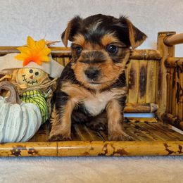 Cooper - Black and tan male Yorkshire Terrier puppy in Blacksburg, South Carolina from Hess Pooches LLC